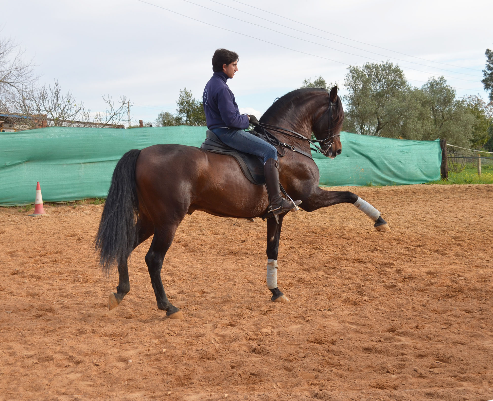 Listado de Caballos en Venta